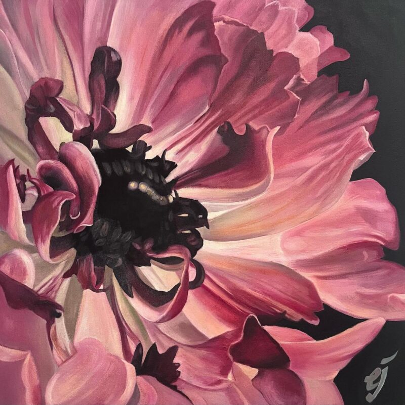 feb flower series1 Pink Anemone