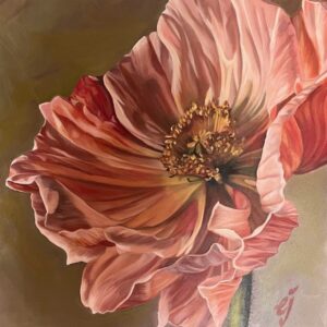Iceland Poppy