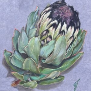 Protea