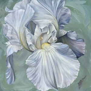 White Iris