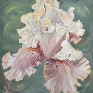 Yellow & Pink Iris