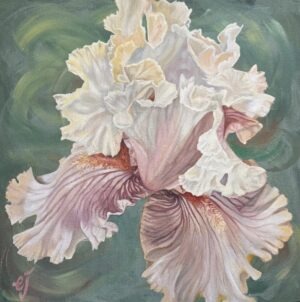 Yellow & Pink Iris