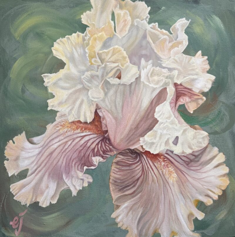 Yellow & Pink Iris