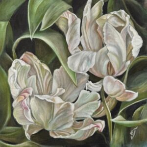 White Unfolding Tulips