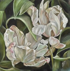 White Unfolding Tulips
