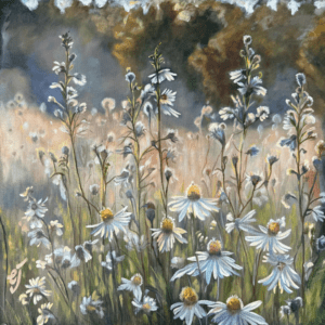 Daisies in a Field