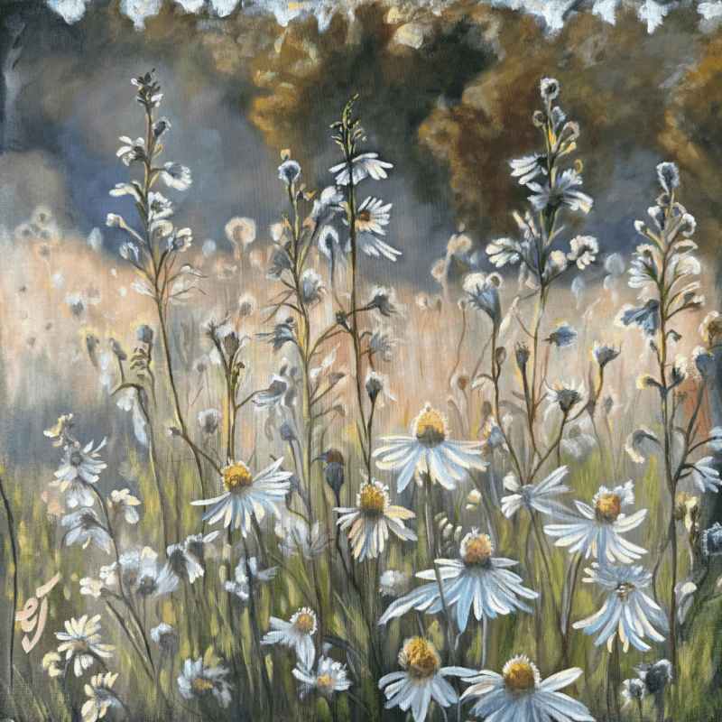 Daisies in a Field